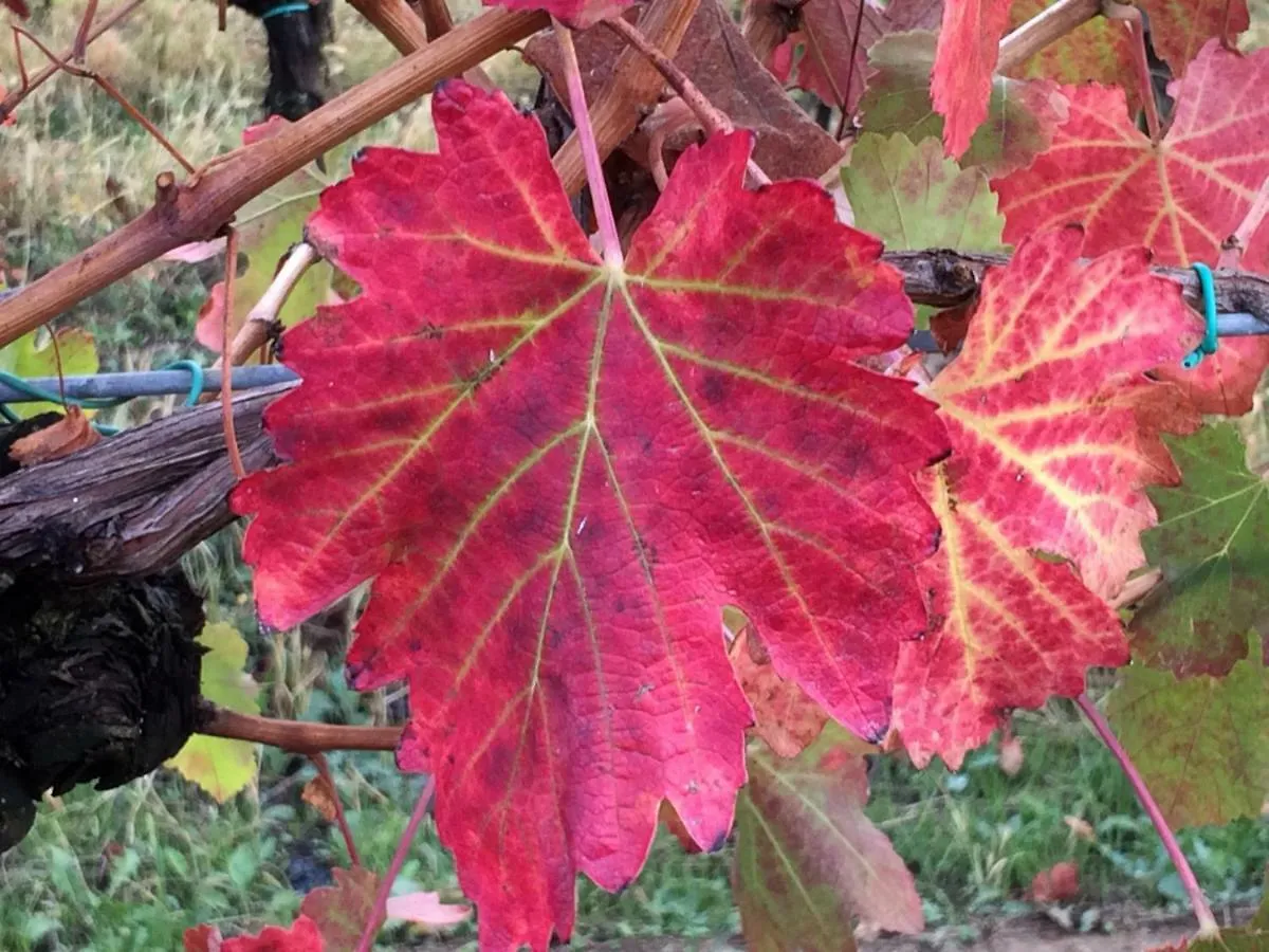 Il Giardino B&B Castelvetro di Modena Italia