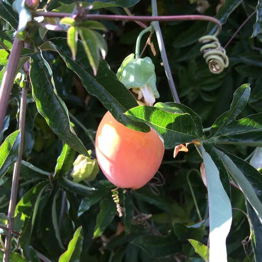 Il Giardino B&B Castelvetro di Modena